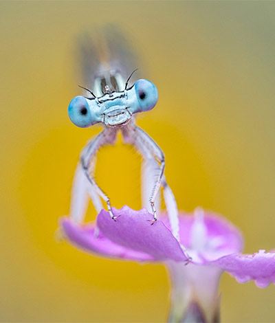 Macrofotografía