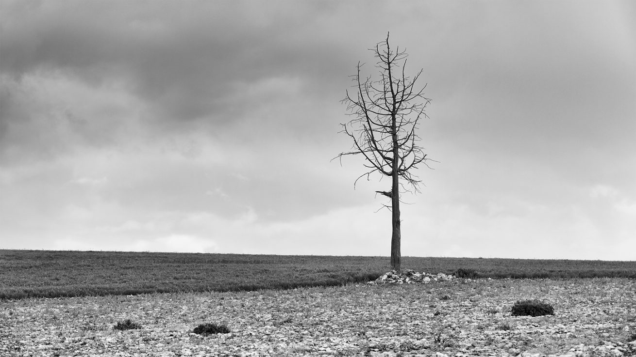 Arbol seco